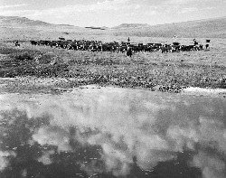 Cattle and Clouds
