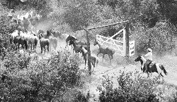 The White Gate
