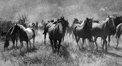 Dusty Trail