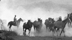 Horses at Sunup