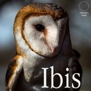 Ibis by Carlos Emesqua
