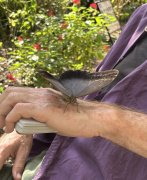Origami Butterfly 2 by Brick Tilley