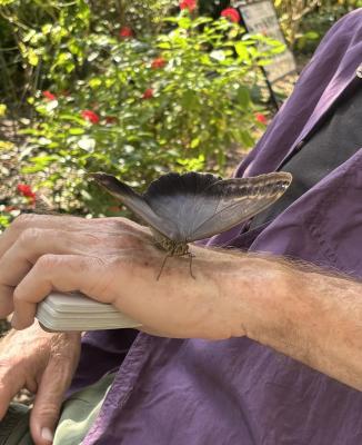 Origami Butterfly 2 by Brick Tilley
